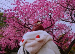 寒緋桜の前に人が・・・