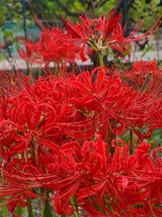 ① 近くの公園でも彼岸花が・・・