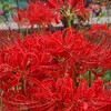 ① 近くの公園でも彼岸花が・・・