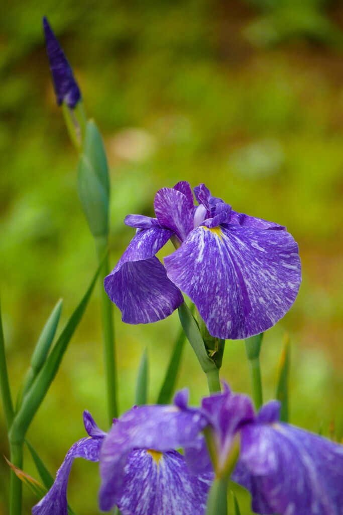 明治神宮御苑の花菖蒲（7）