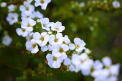 ユキヤナギが咲き始めました。