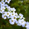 ユキヤナギが咲き始めました。