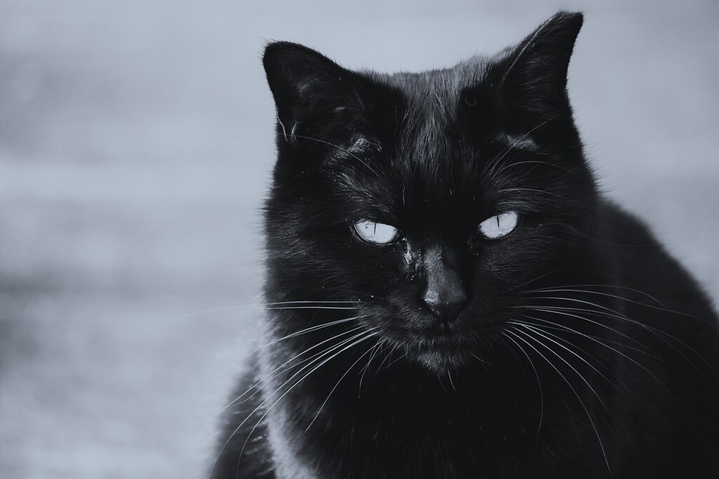 ② 園内には、野良猫さんも・・・