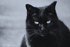 ② 園内にには、野良猫さんも・・・