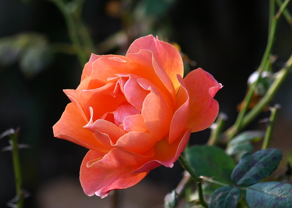 ③ 秋薔薇を撮る！