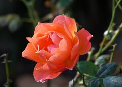 ③ 秋薔薇を撮る！