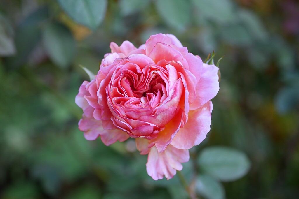 ① 四季の香ローズガーデンの秋バラ