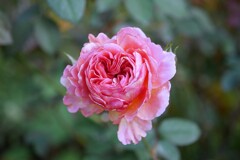 ① 四季の香ローズガーデンの秋バラ