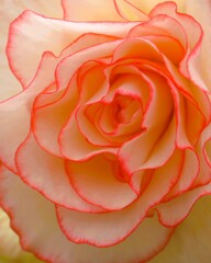 ベゴニアの花 ②