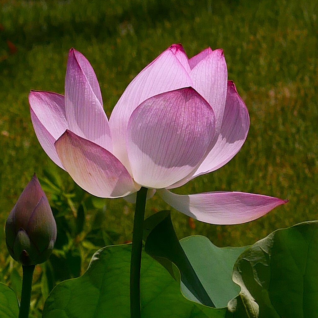 ②蓮ページ③ 蓮池に咲くー 蓮の花 ③ by ken2023 (ID:13091073) - 写真