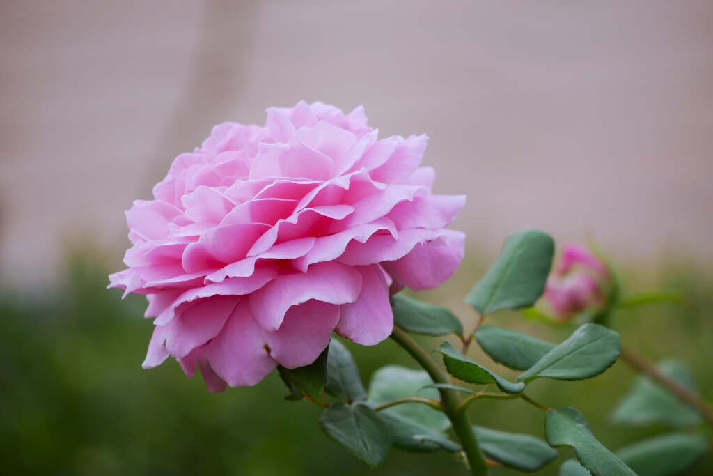 谷津バラ園の薔薇（5）