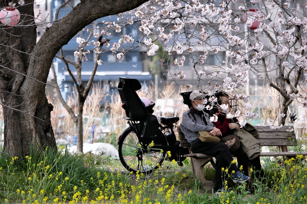 桜をのんびり眺める二人