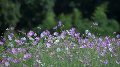 いっぱい咲いてます。