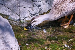 カルガモさんも水分補給してました。