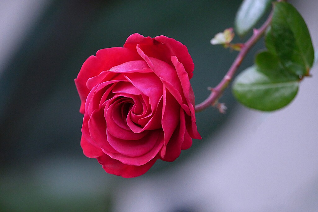 四季の香ローズガーデンの薔薇  ④