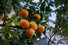 みかんの実が成ってました。