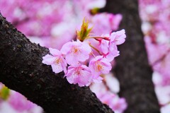 ② 河津桜