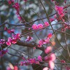 境内の紅梅