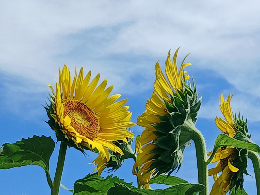 「暑いね」「今日、梅雨明けしたよ」「今年の夏は暑くなりそうだね」