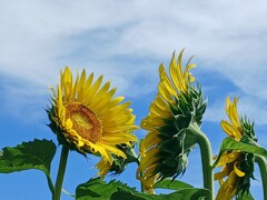 「暑いね」「今日、梅雨明けしたよ」「今年の夏は暑くなりそうだね」