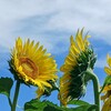 「暑いね」「今日、梅雨明けしたよ」「今年の夏は暑くなりそうだね」