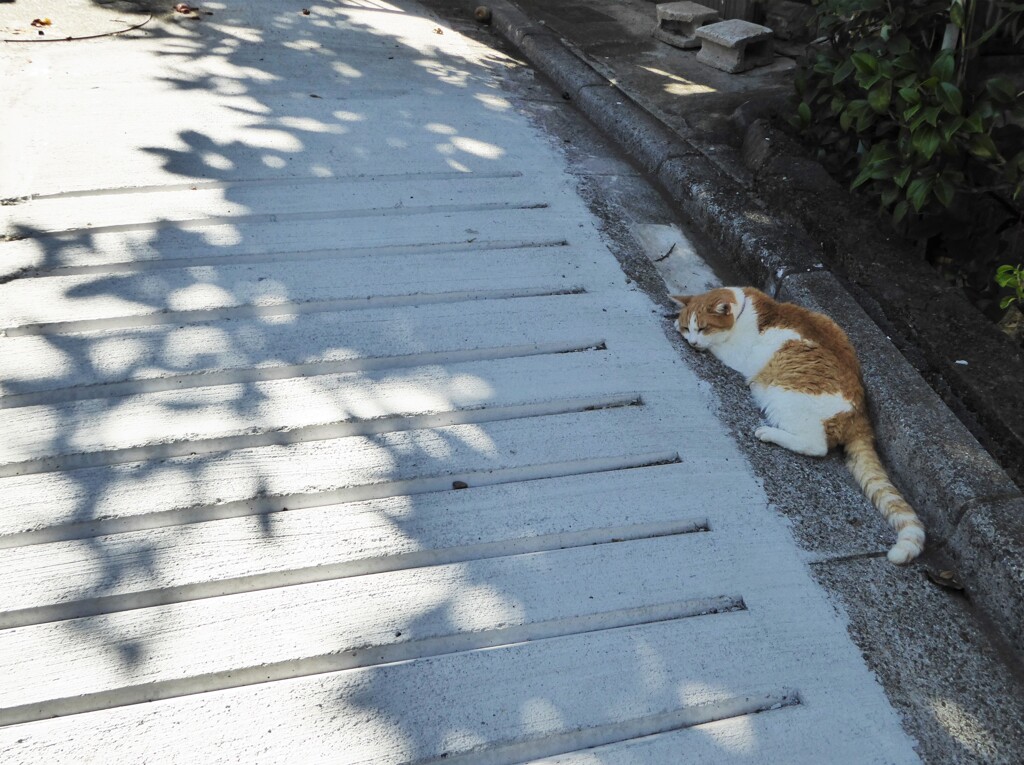 木陰で涼む猫