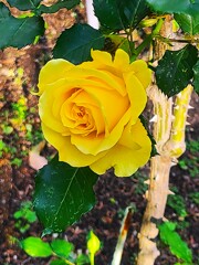 黄色い薔薇