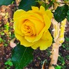 黄色い薔薇