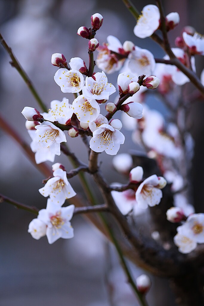 ③ 白い梅の花も咲いてました。