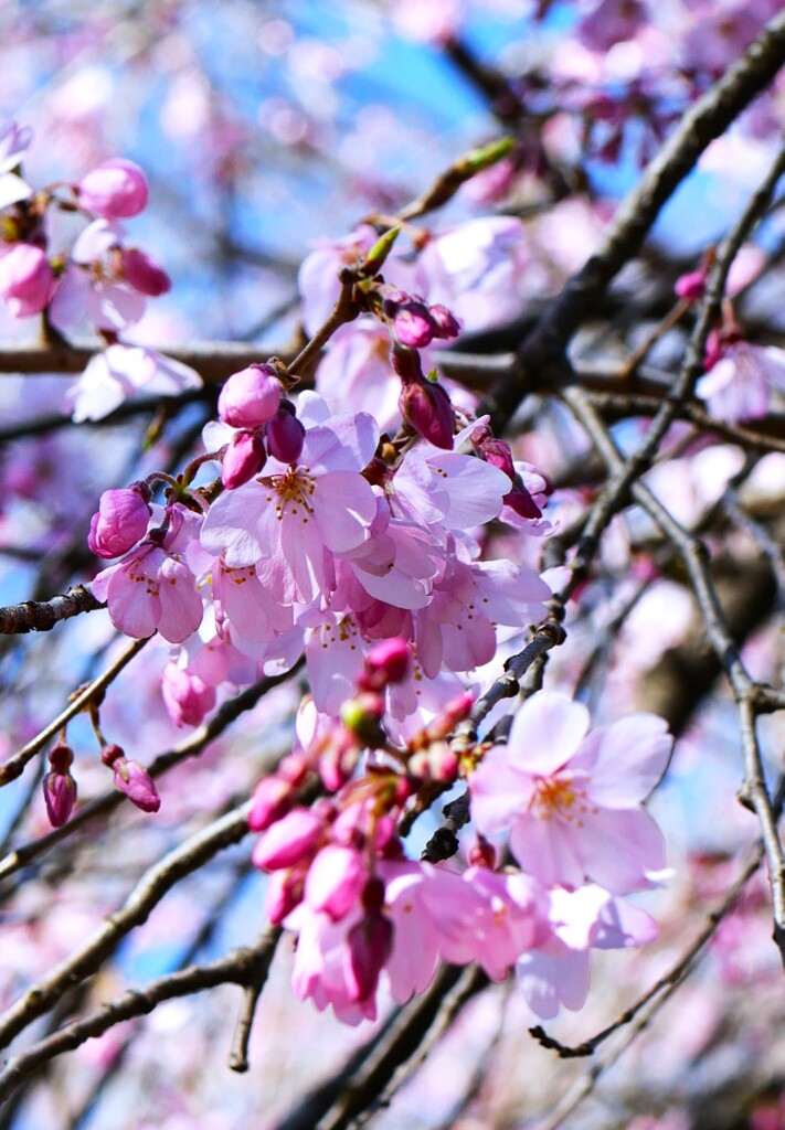 六義園のしだれ桜（2）