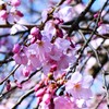 六義園のしだれ桜（2）