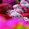 ② 根津神社のつつじ苑にて