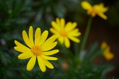 ① ユリオプスデージー