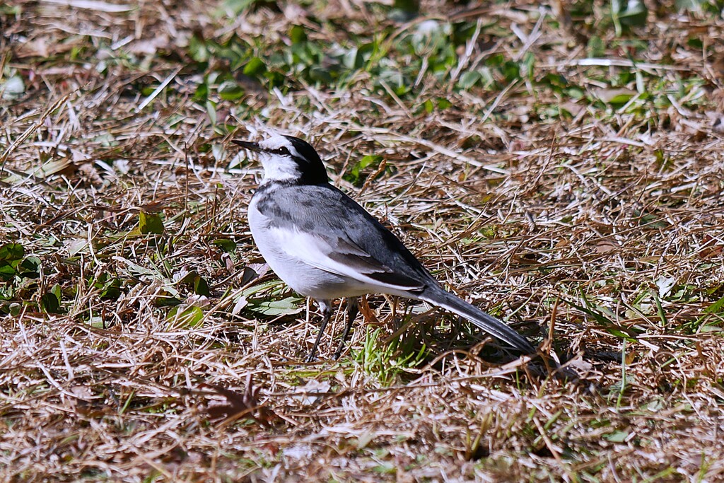 ① ハクセキレイが散歩してました。