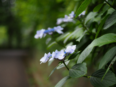 あじさい2