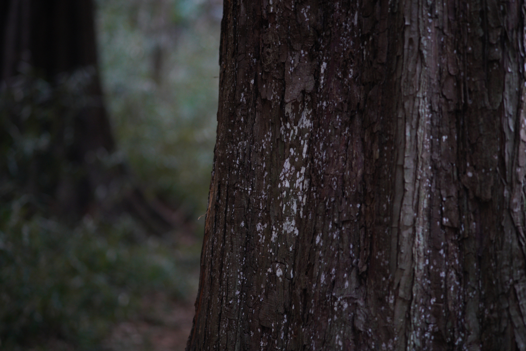 森の小径っぽく