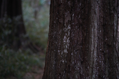 森の小径っぽく