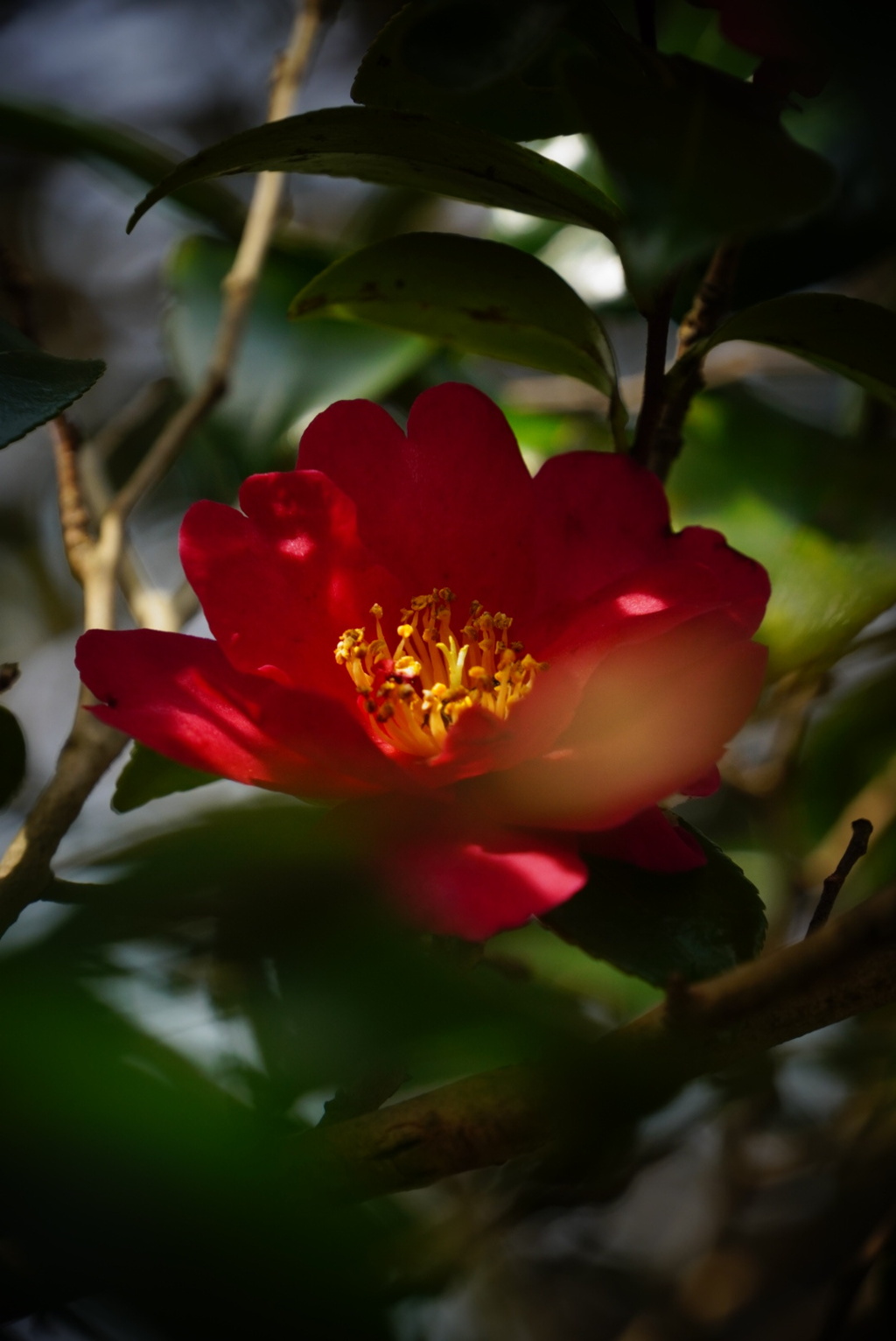 山茶花