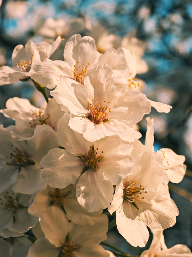 おは桜