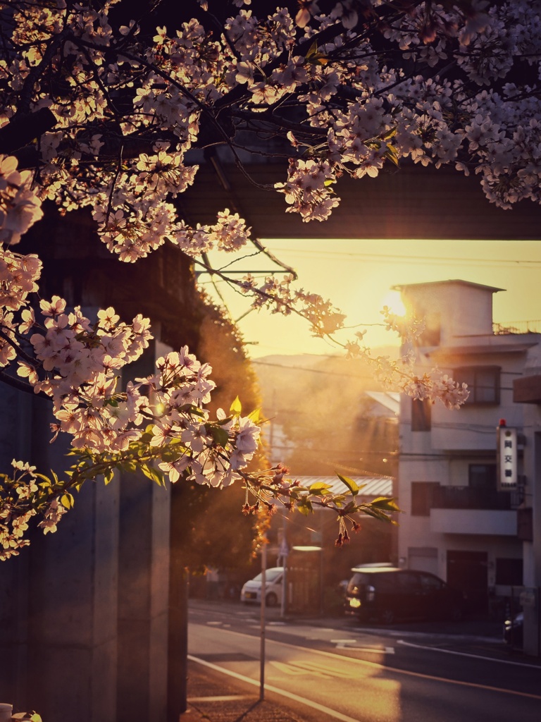 おは桜