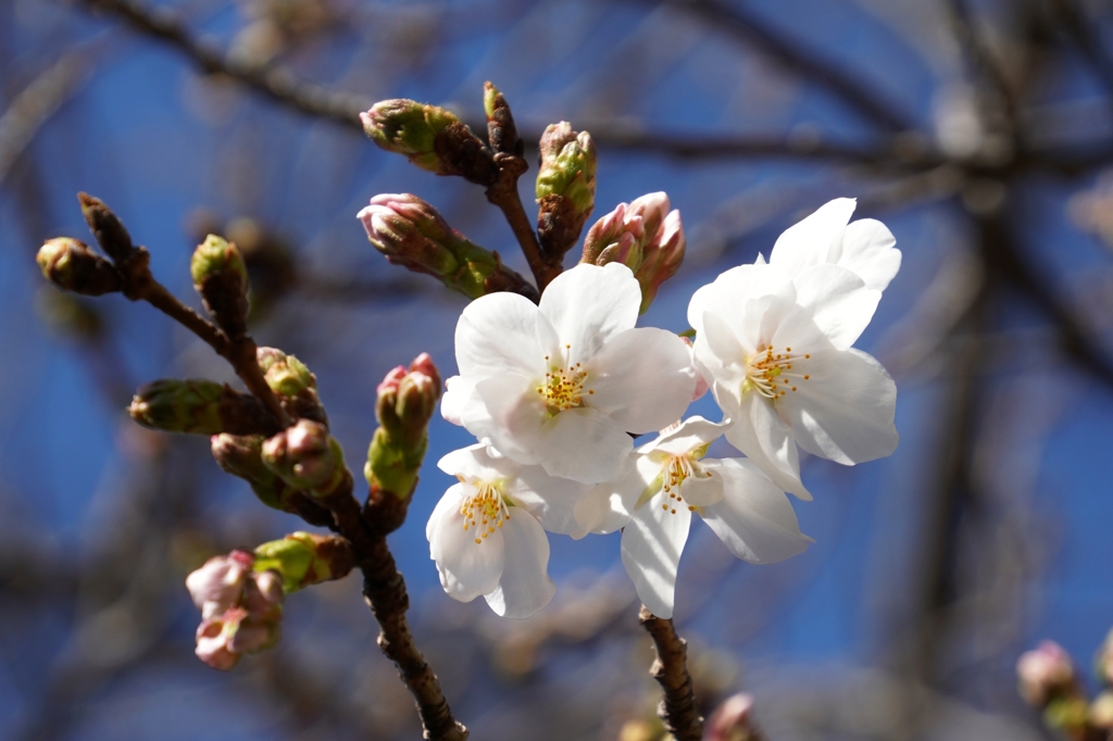 たまには花スナップ