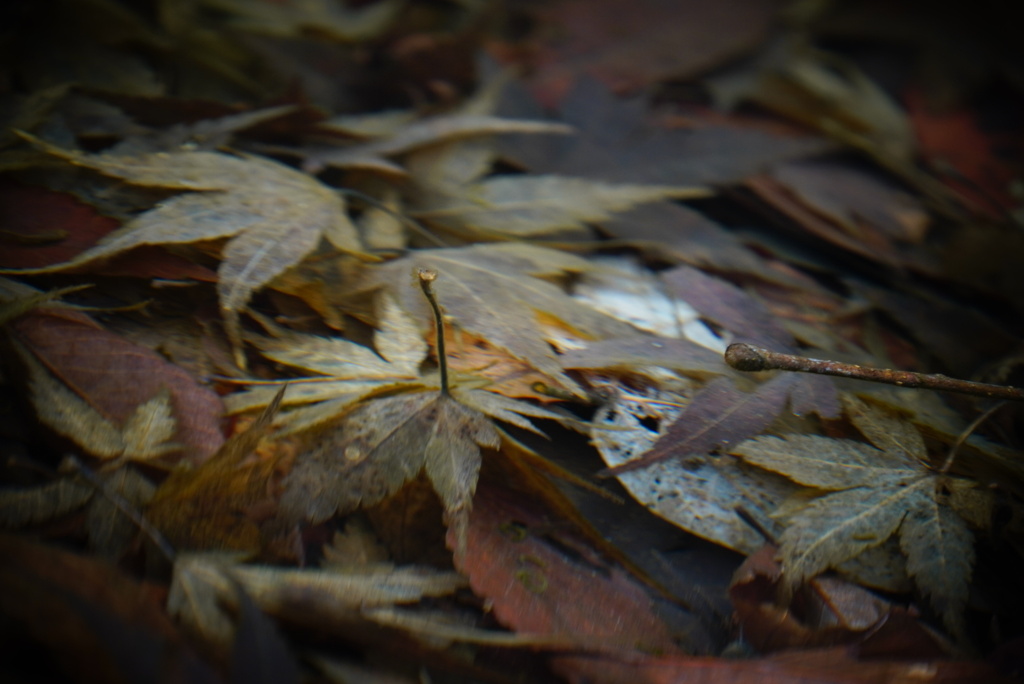 水の中の紅葉