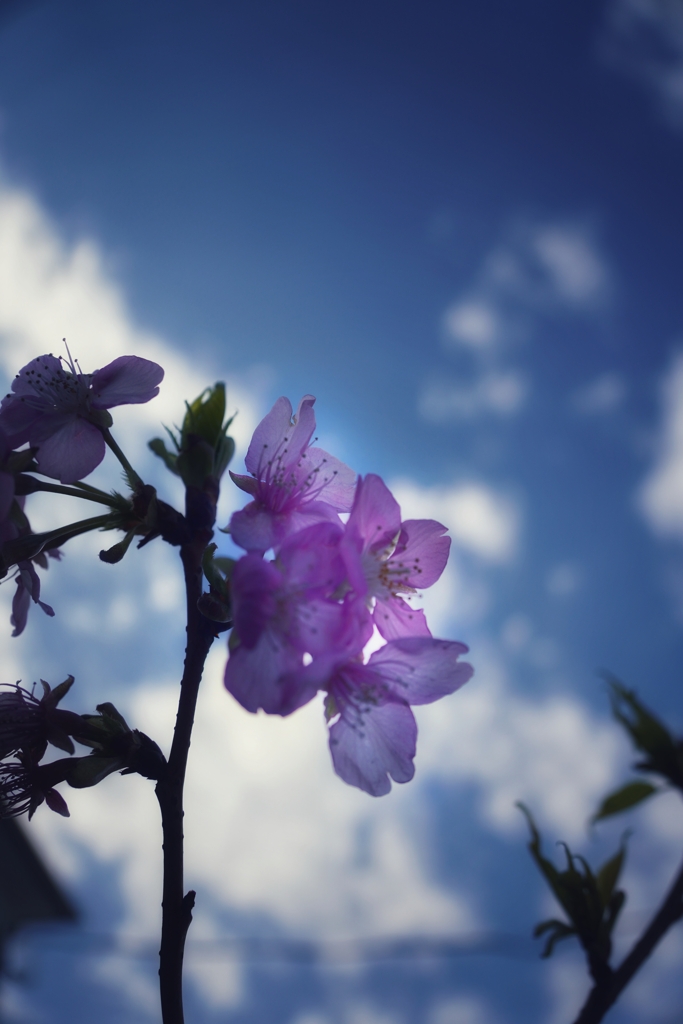 桜から見える空