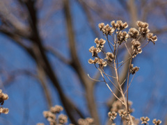 冬芙蓉