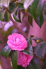 ひっそりと山茶花
