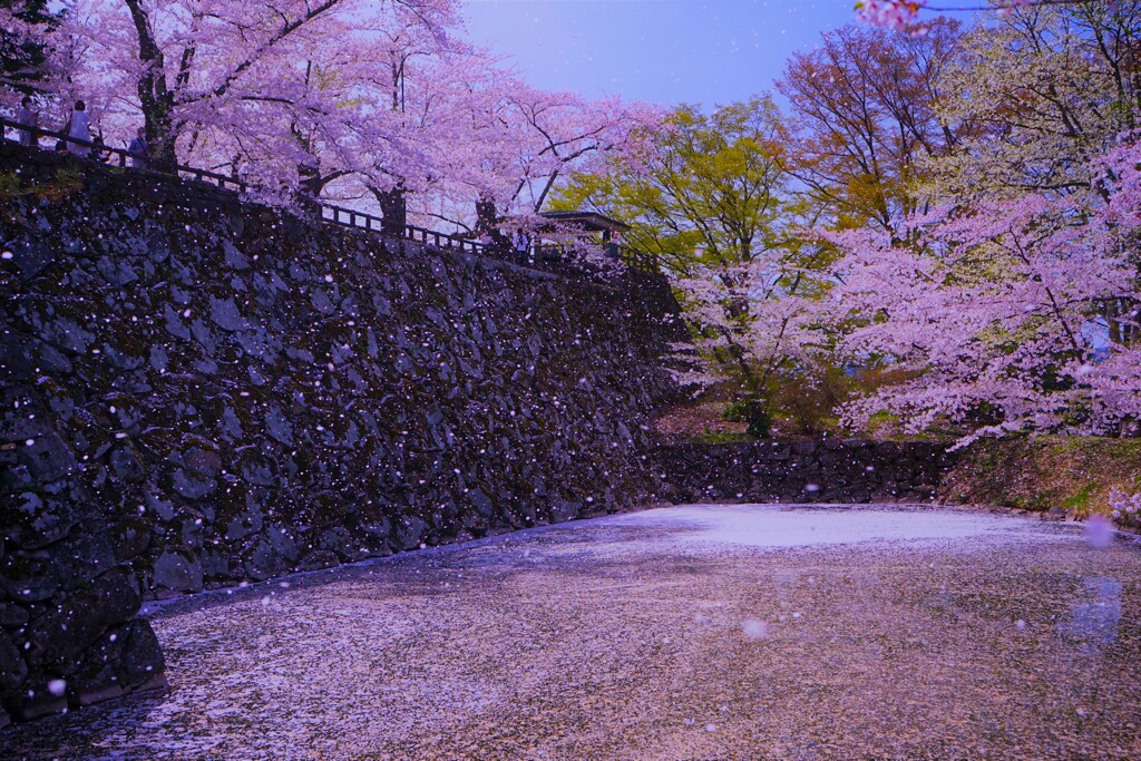 弘前公園　風に吹かれて