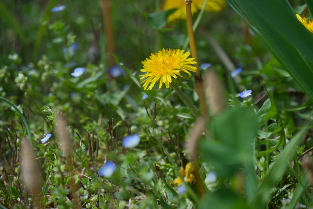 小さなお花畑