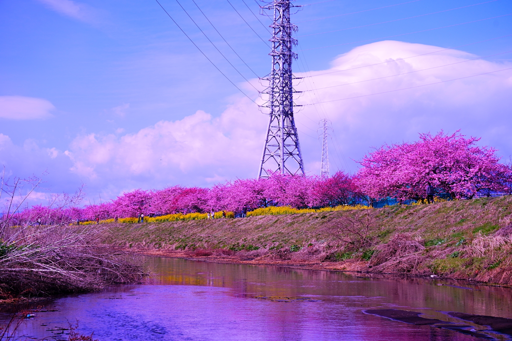 お花見日和