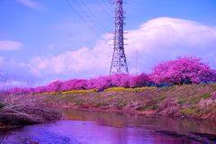 お花見日和