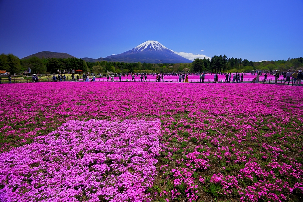 芝桜を楽しむ　